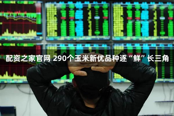 配资之家官网 290个玉米新优品种逐“鲜”长三角