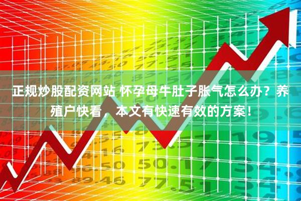 正规炒股配资网站 怀孕母牛肚子胀气怎么办？养殖户快看，本文有快速有效的方案！